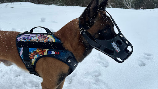 Redmalinois31 banner