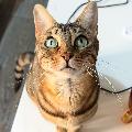 RickiTheBengal avatar
