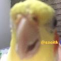Sacitk avatar