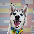 Sapphie the Pomsky en Español avatar