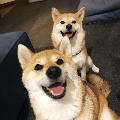 こまちく家族チャンネル〜こんぶ和え〜shibainu komachiku family avatar