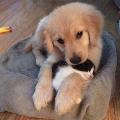 Snugbarn avatar