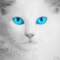SodaEffect avatar