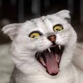 Sonyakisa8 TT avatar