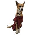 Street Dog Pluto avatar