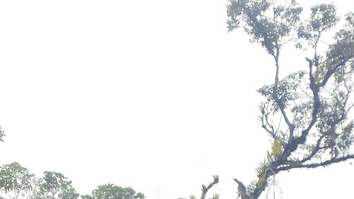 syahruee banner