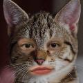 Tcatty avatar