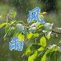 风雨剧场 avatar