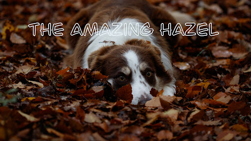 The Amazing Hazel banner