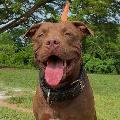 Tiger.pitbull avatar