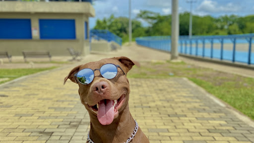 Tiger.pitbull banner