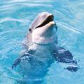 Tina's Dolphin avatar