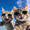 Universo de gatitos avatar