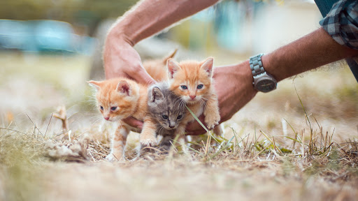 Universo de gatitos banner