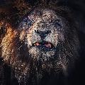 Vallez Animal avatar