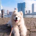 Wanderlust Samoyed avatar