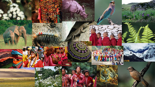 WildFilmsIndia banner