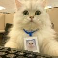 Furry Moments  avatar