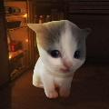 Вилли avatar