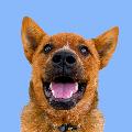 Winnie the Cattle Dog avatar