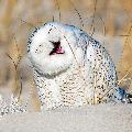 Wonderful nature avatar