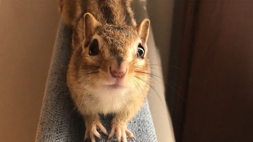 小松鼠普洱 Little squirrel Pu 'er banner