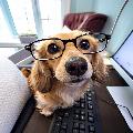 ZenvyPaws avatar