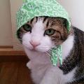 ほのぼの猫ミーム avatar