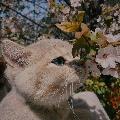 やくちゅ avatar