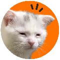 クスクスどうぶつ  avatar