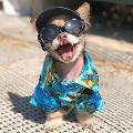 動物大世界 avatar