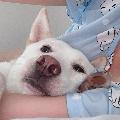 개조이DogJOY avatar