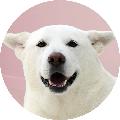 진돗개 이레 avatar