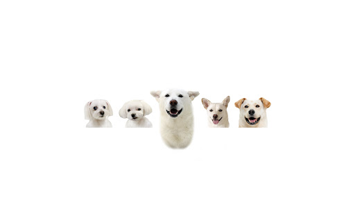 진돗개 이레 banner