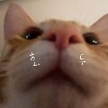 하냥 avatar