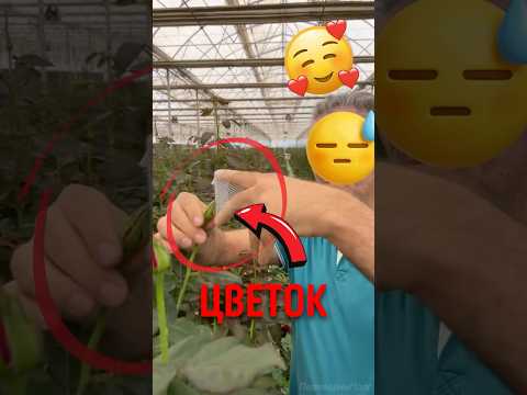 🌹 Как делают премиум розы? #роза #бутон #цветы thumbnail