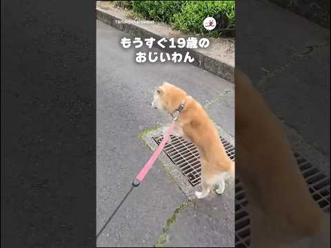 軽やかすぎる19歳のおじいわん｜PECO thumbnail