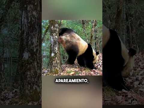 ¿Por qué los pandas hacen esto? 😳 #shorts thumbnail
