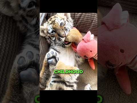 Tiger will never tell you these things! thumbnail
