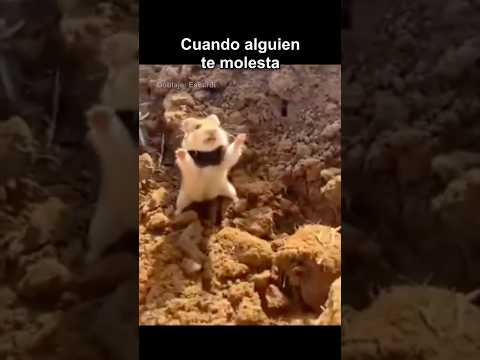 CUANDO ALGUIEN TE MOLESTA thumbnail