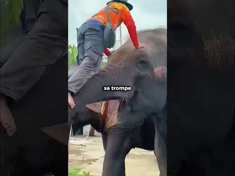 Il sauve un éléphant.. regarde la suite thumbnail