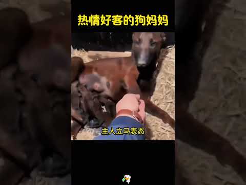 大方好客的狗妈妈，把主人都整不会了，哈哈哈 #搞笑 #大熱門 #感人壹幕 thumbnail