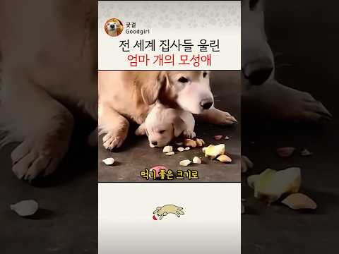 전 세계 집사들 울린 엄마 강아지의 모성애  #강아지 #리트리버 #반려견 thumbnail