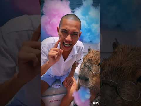 Con Capybara đêm 1 tỷ kẹo bông gòn lên tàu và cái kết #capybara thumbnail