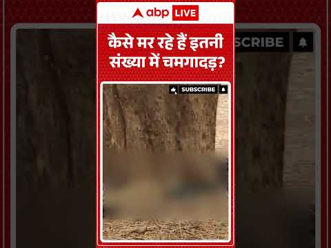 Viral Video | कैसे मर रहे हैं इतनी संख्या में चमगादड़? | #ytshorts #trendingnews #viralnews thumbnail