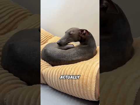 Greyhounds run very fast#animals #funnyanimal #funny #cute #greyhound thumbnail