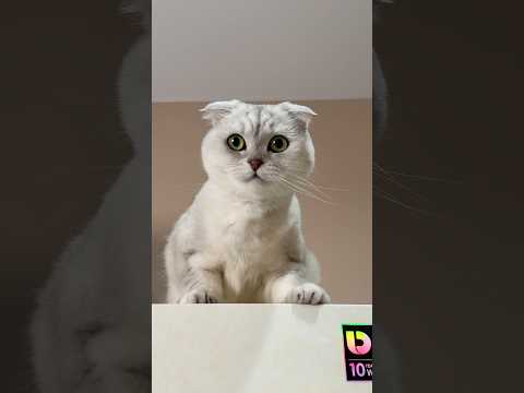 Sonya 🤦🏻‍♀️ Based on real events #cat #cats thumbnail