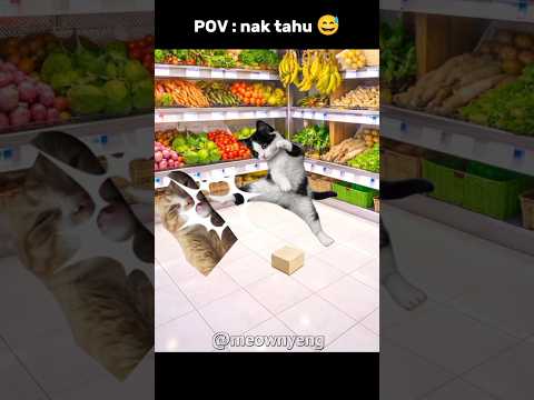 nak bagi tahu 😅 #komedi #lucu #memes #cat #hiburan #trending thumbnail