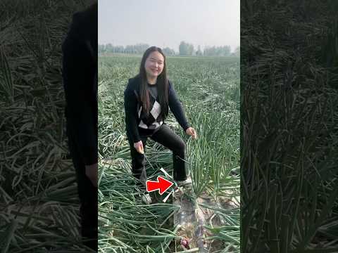 Cắt Đôi Củ Hành, Thương Lái Lập Tức Sốc #shorts thumbnail