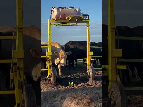 Este dispositivo es el mejor para limpiar las vacas 🤯 thumbnail